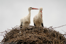 Weißstorch (18 von 20).jpg